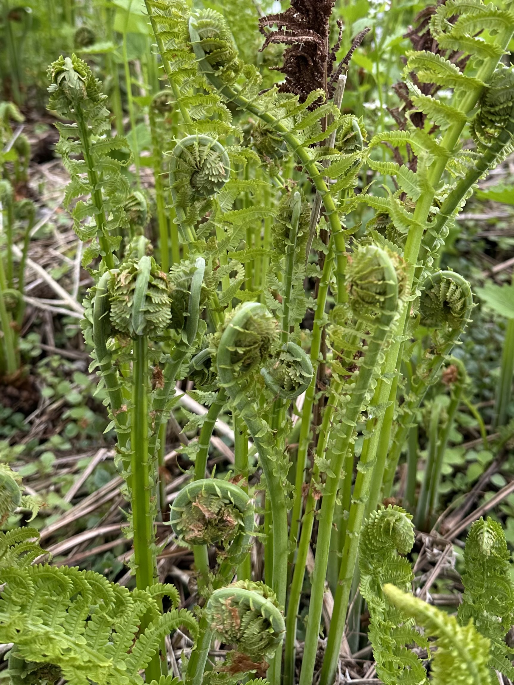 Fiddleheads and Apple Blossoms - William Stanley